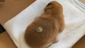 “猕猴桃”开箱视频