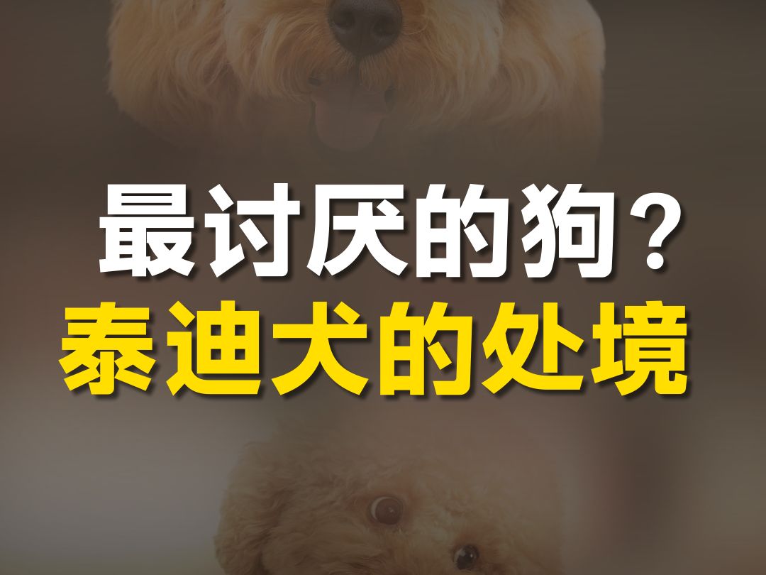 大型纪录片《泰迪犬的传奇故事》哔哩哔哩bilibili