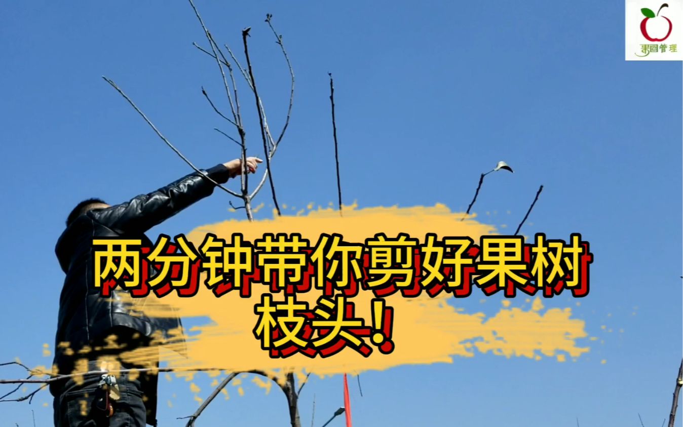 果树枝头怎么剪怎么留唐老师两分钟示范视频出来了