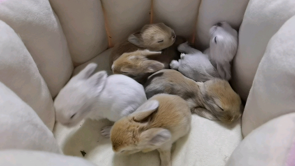 【垂耳兔】新一窝小兔子趴被纸上要摸摸的小兔纸