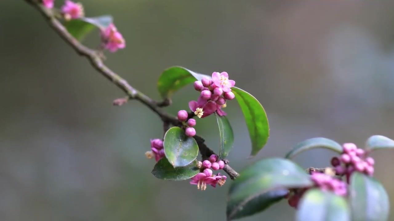 毛冬青 杨根锚岭南草药传哔哩哔哩bilibili