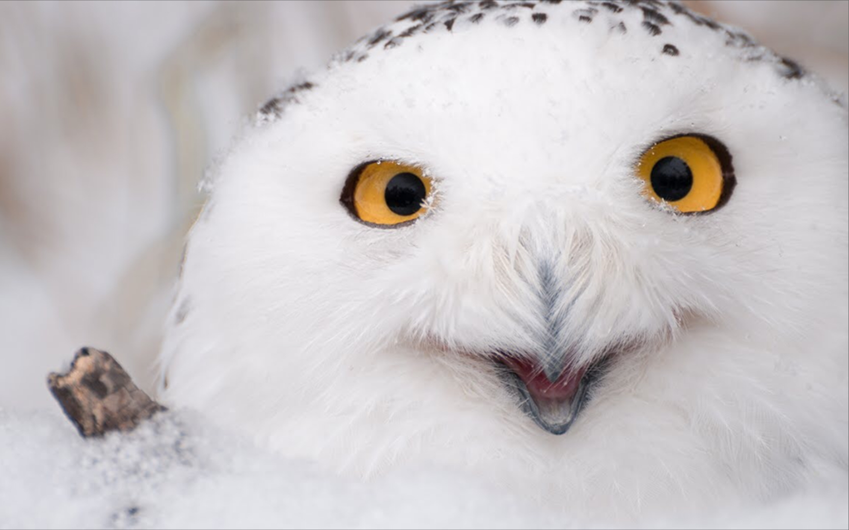 猫头鹰中最可爱的成员,全身雪白看似小天使的雪鸮