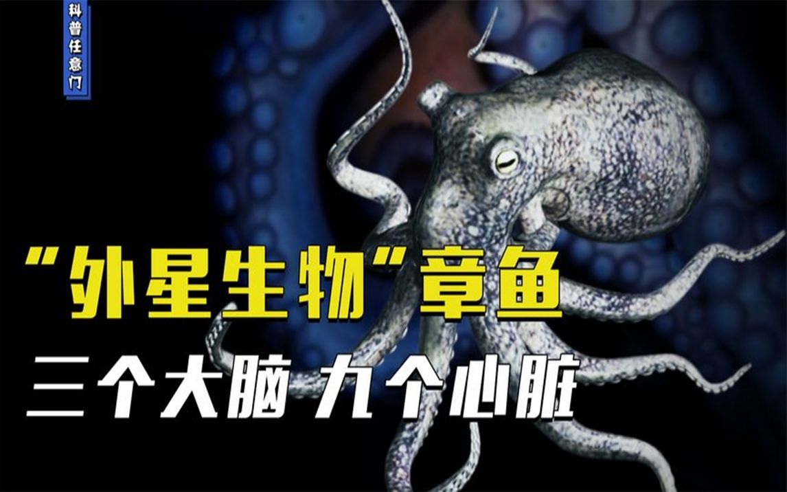 外星生物章鱼,拥有3颗心脏9个大脑,一交配就要面临着死亡!
