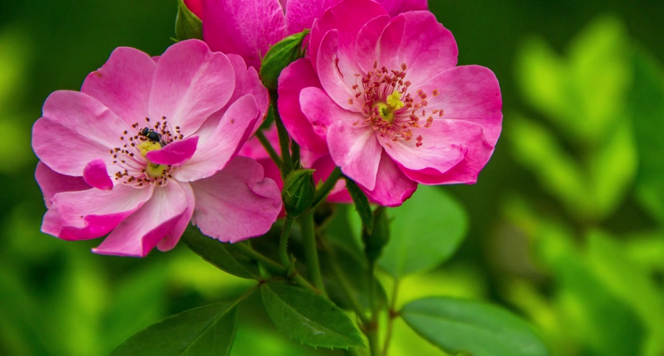 [图]【39种花精频率系列】37. 野蔷薇 (Wild Rose) - 放弃、消极、行动力差、冷漠麻木感