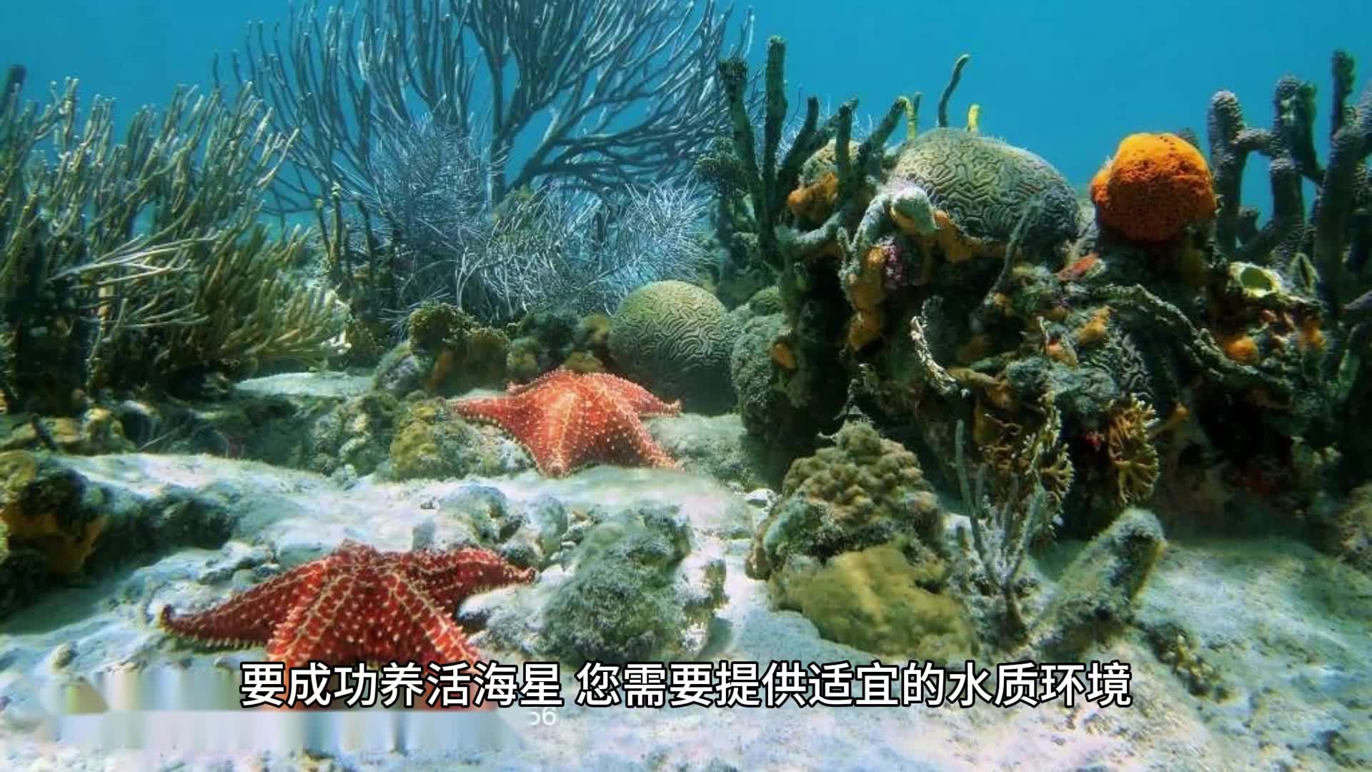 海星怎么养才能养得活,人工养殖海星的办法哔哩哔哩bilibili