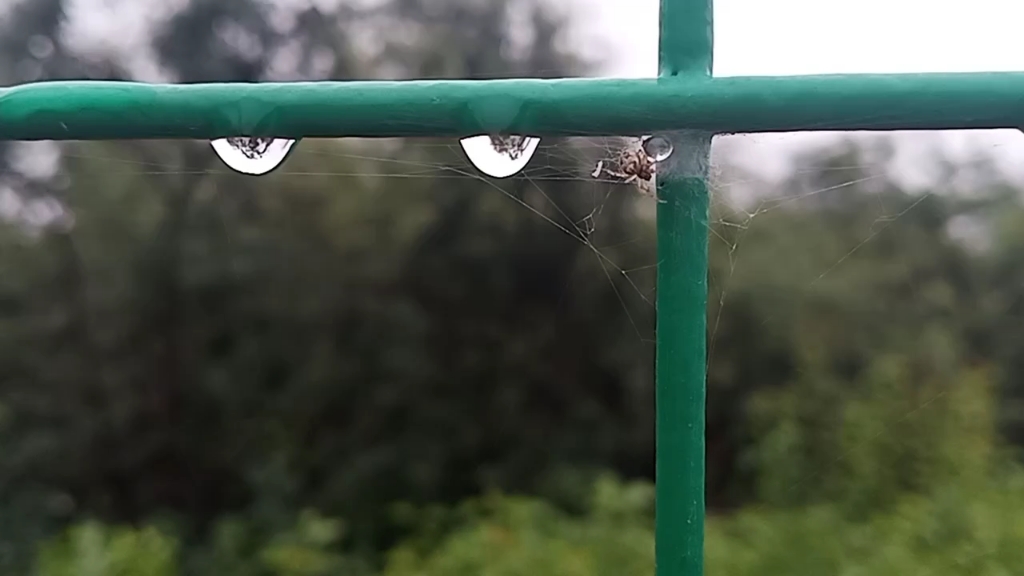 [图]雨后小蜘蛛