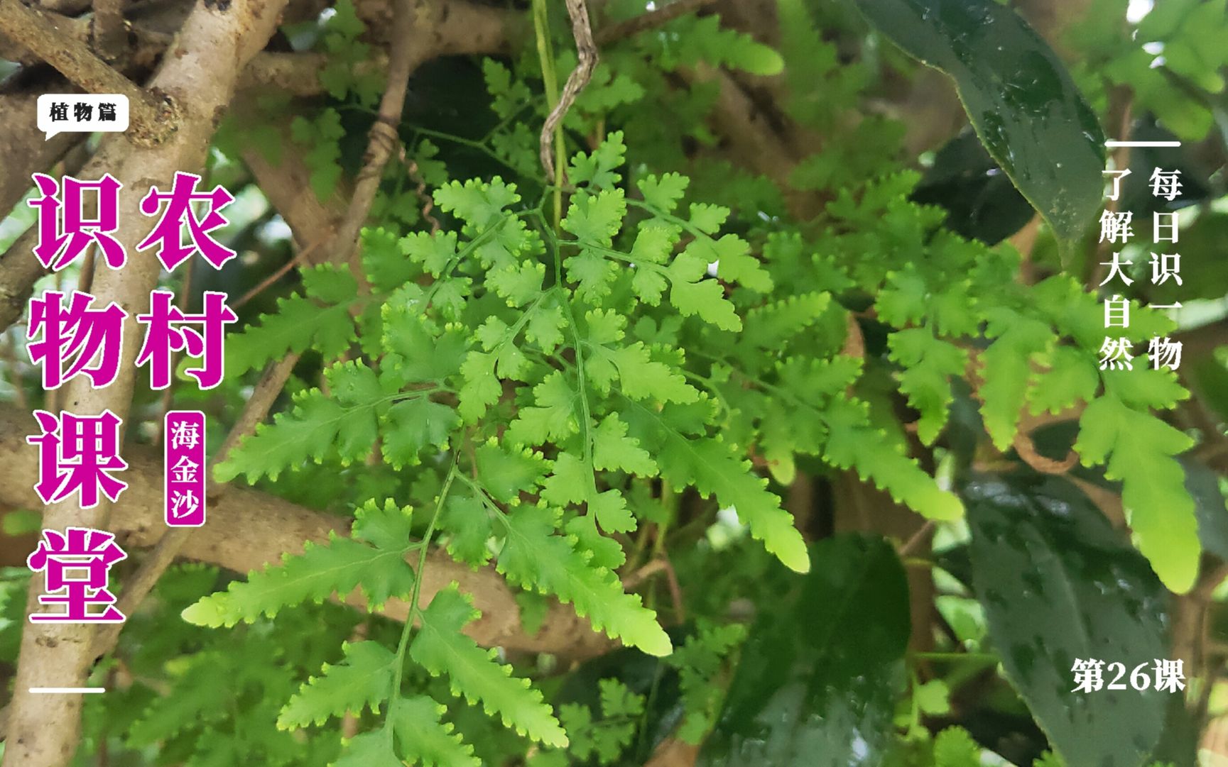 活动作品农村植物海金沙如今特别稀少孢子1斤能卖150元