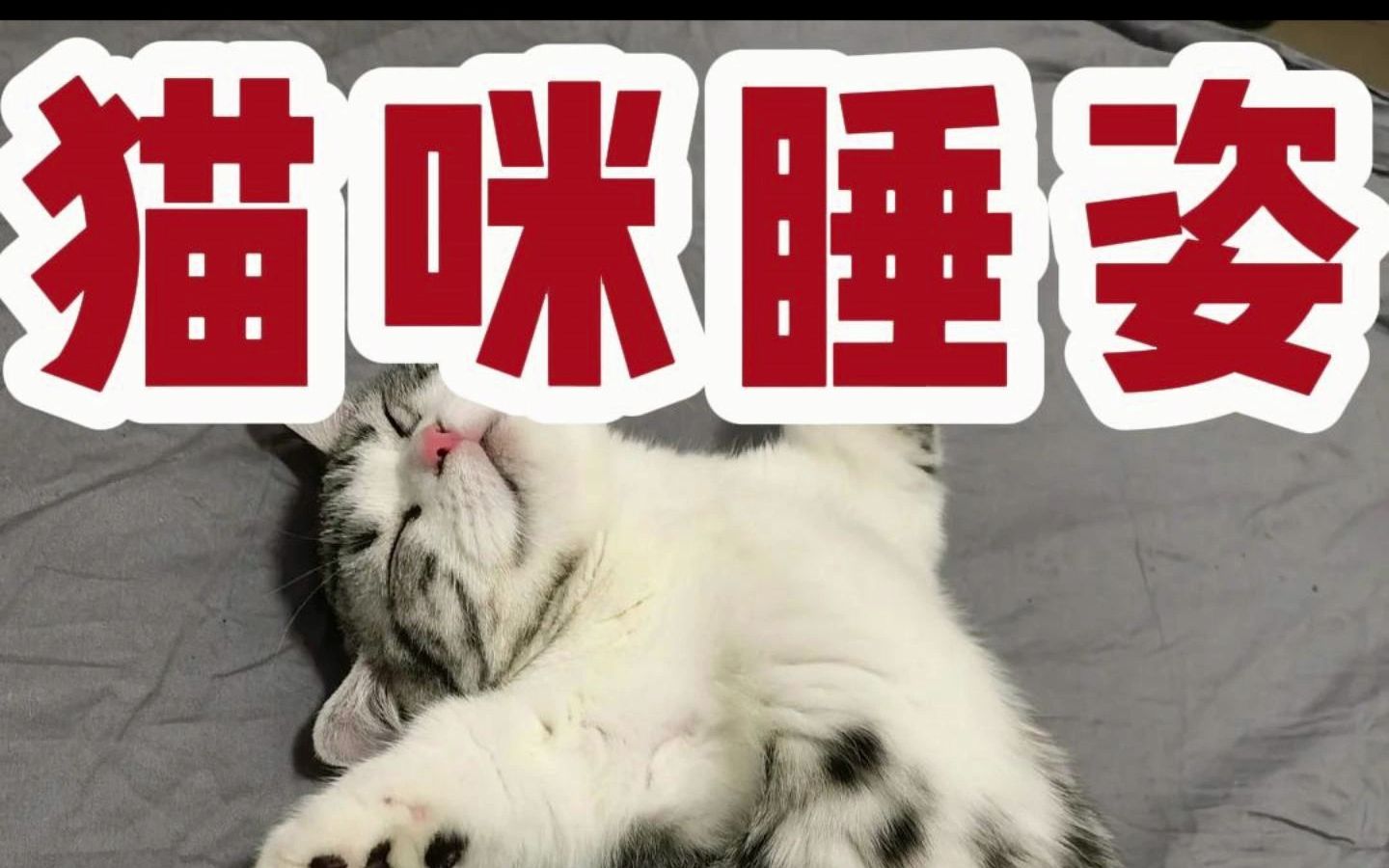 猫咪睡姿解析,你家猫是哪种?哔哩哔哩bilibili