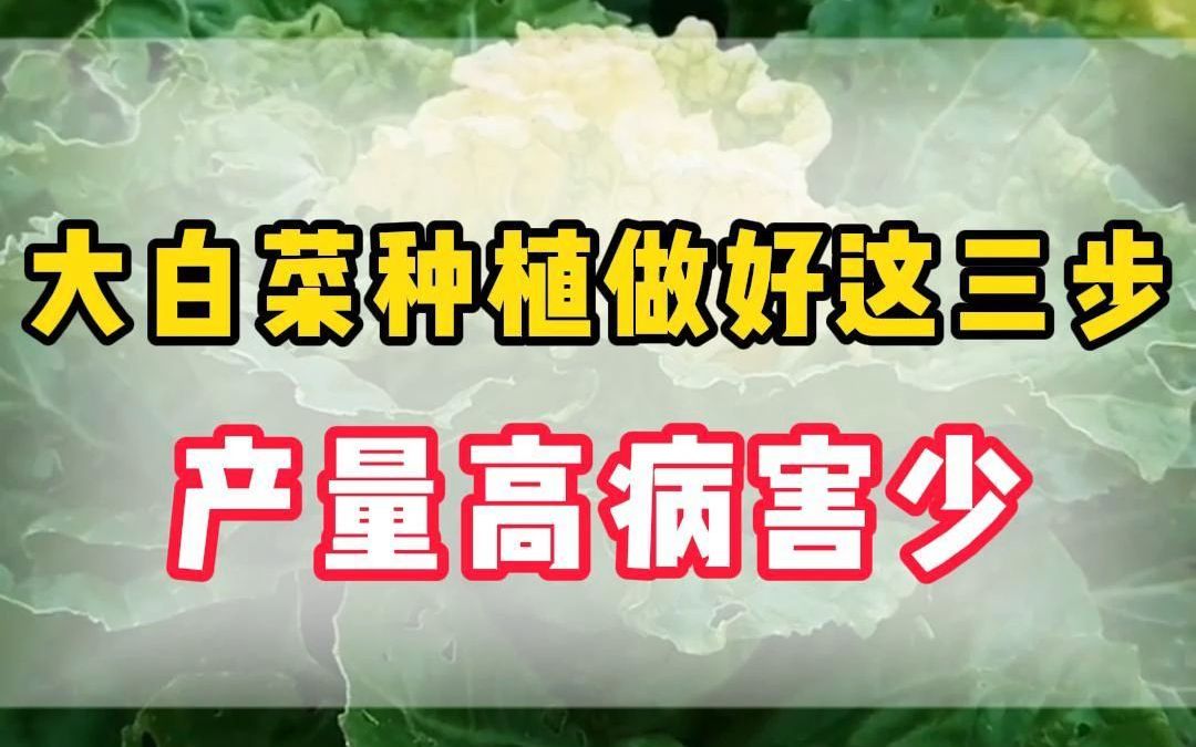 大白菜种植做好这三步产量高病害少哔哩哔哩bilibili