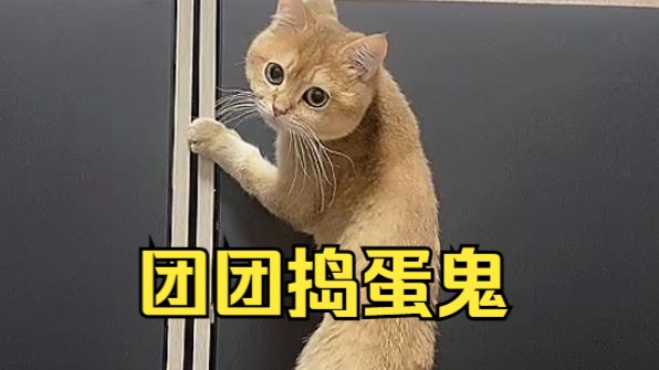 【刘欣媛】偷感小杏和她的偷感小猫哔哩哔哩bilibili