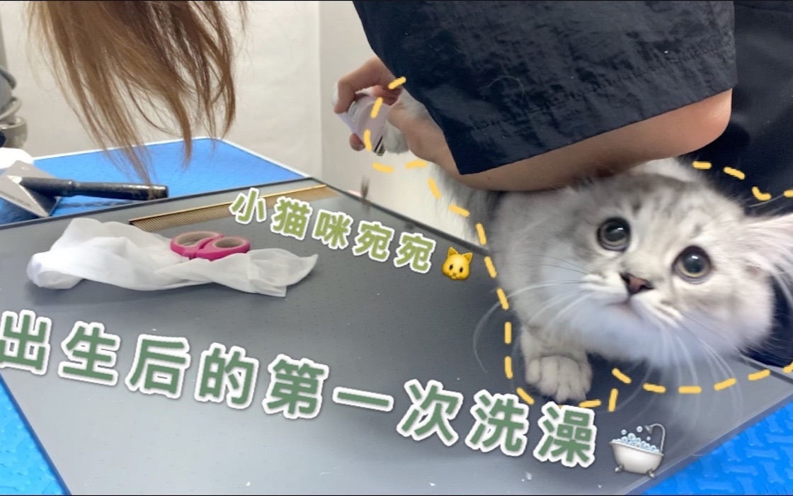 【子婧】小猫咪宛宛出生后的第一次洗澡/宛宛太乖了!是小天使!!!哔哩哔哩bilibili