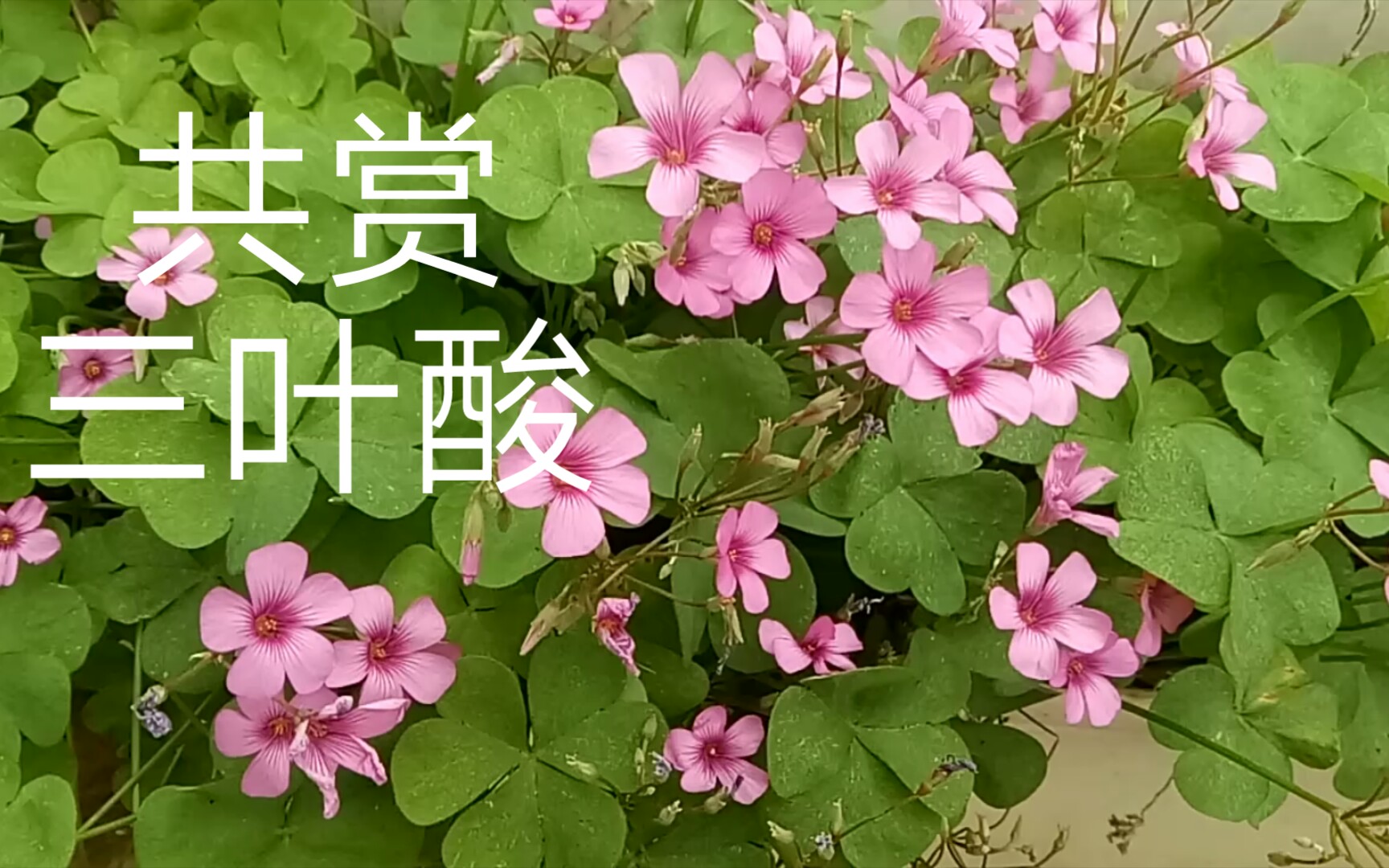 一天赏一花,今天共赏三叶酸