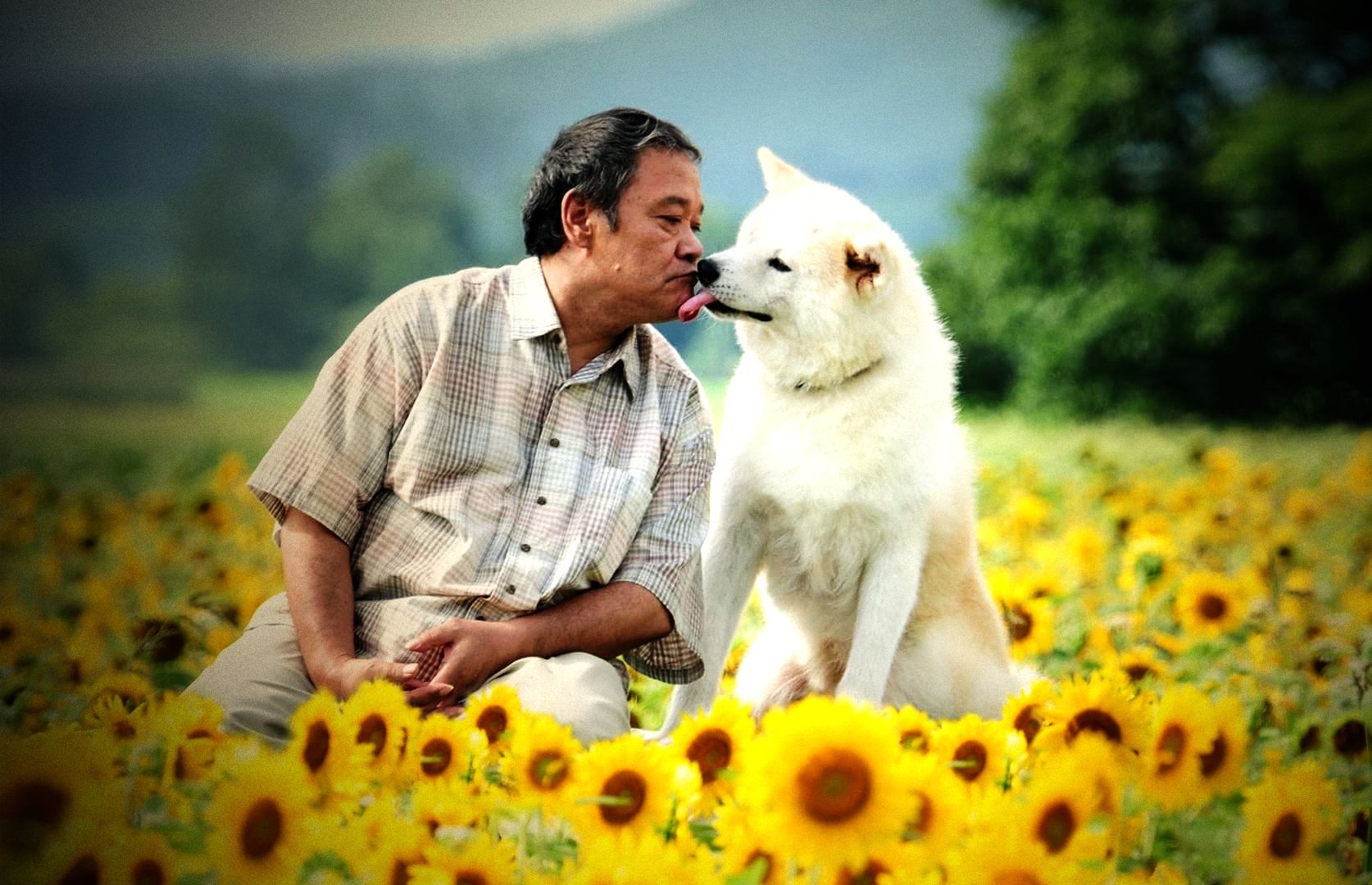 《星守之犬》日版忠犬八公,你陪我长大,我伴你一生!