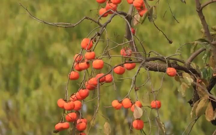 【网红度假空间】靖江市生祠镇丽园哔哩哔哩bilibili