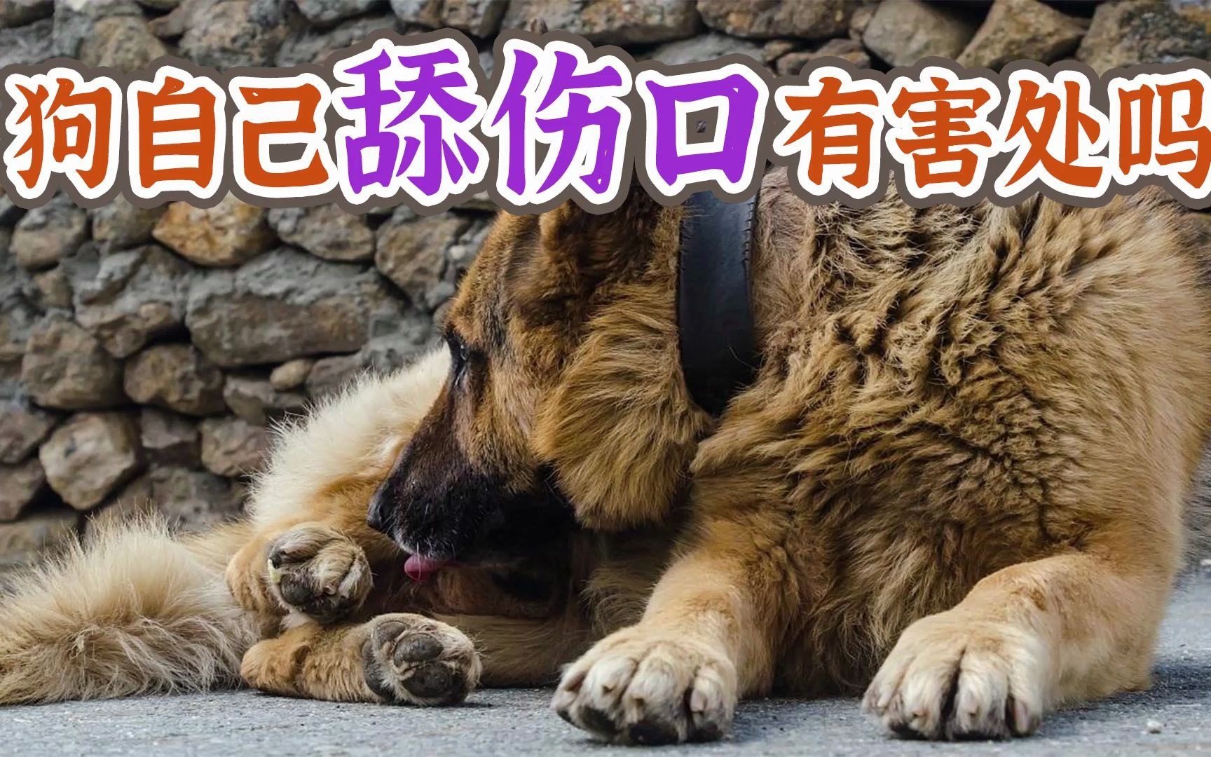 狗自己舔伤口有害处吗_哔哩哔哩_bilibili