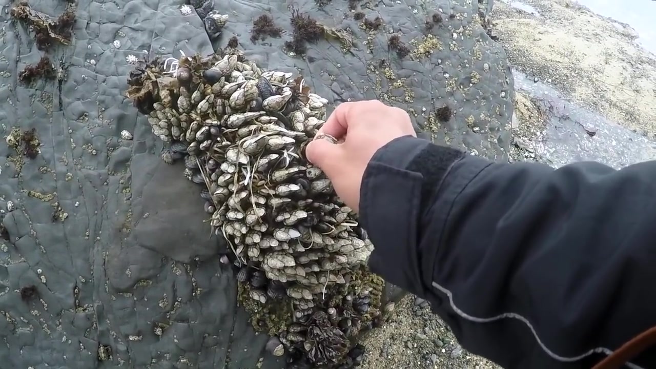 [图]海岸觅食-制作海鲜杂烩怪异的巨型海洋生物