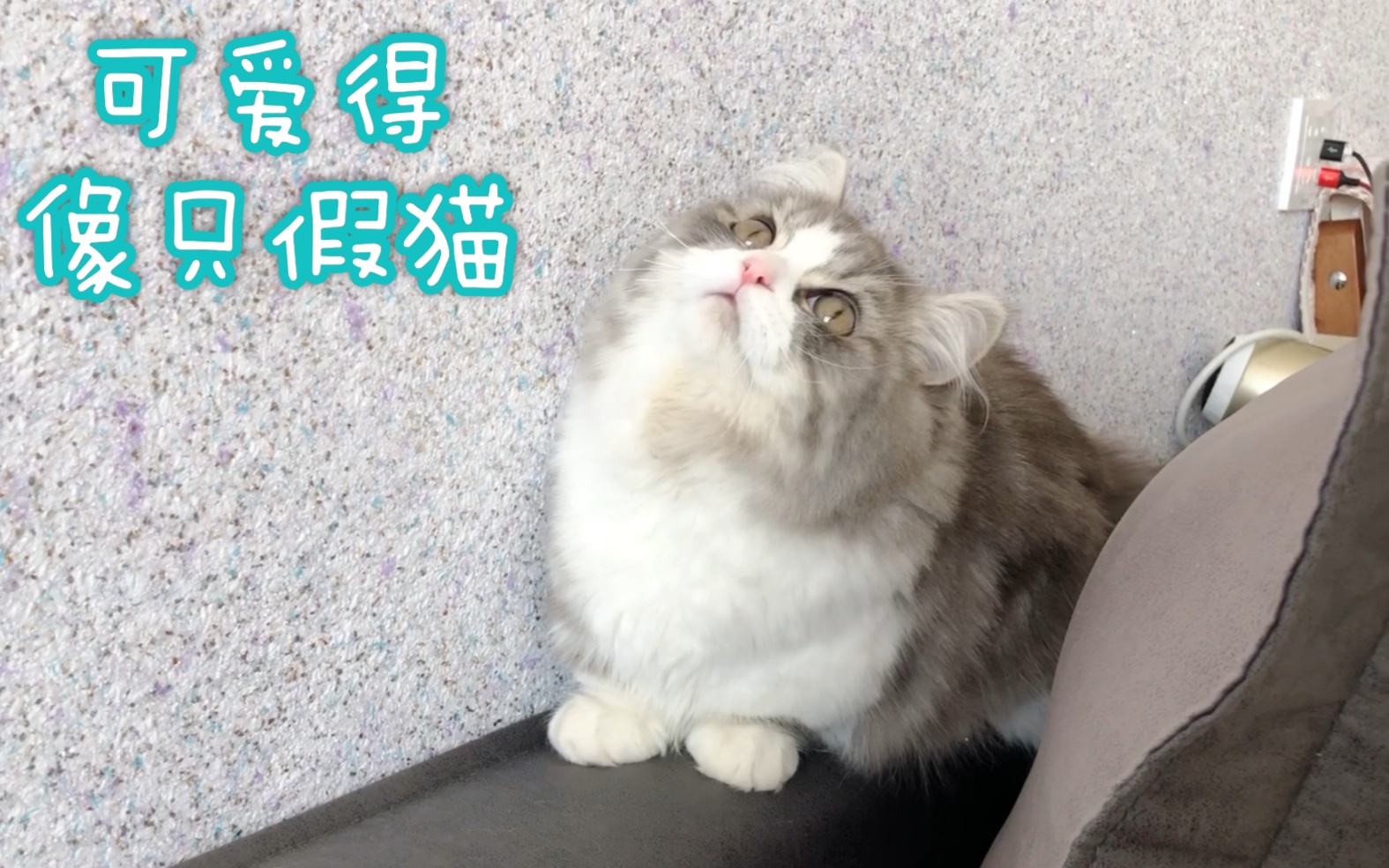 拿破仑矮脚猫团子日常看到影子以为是飞虫急得直叫大包子脸真的太可爱