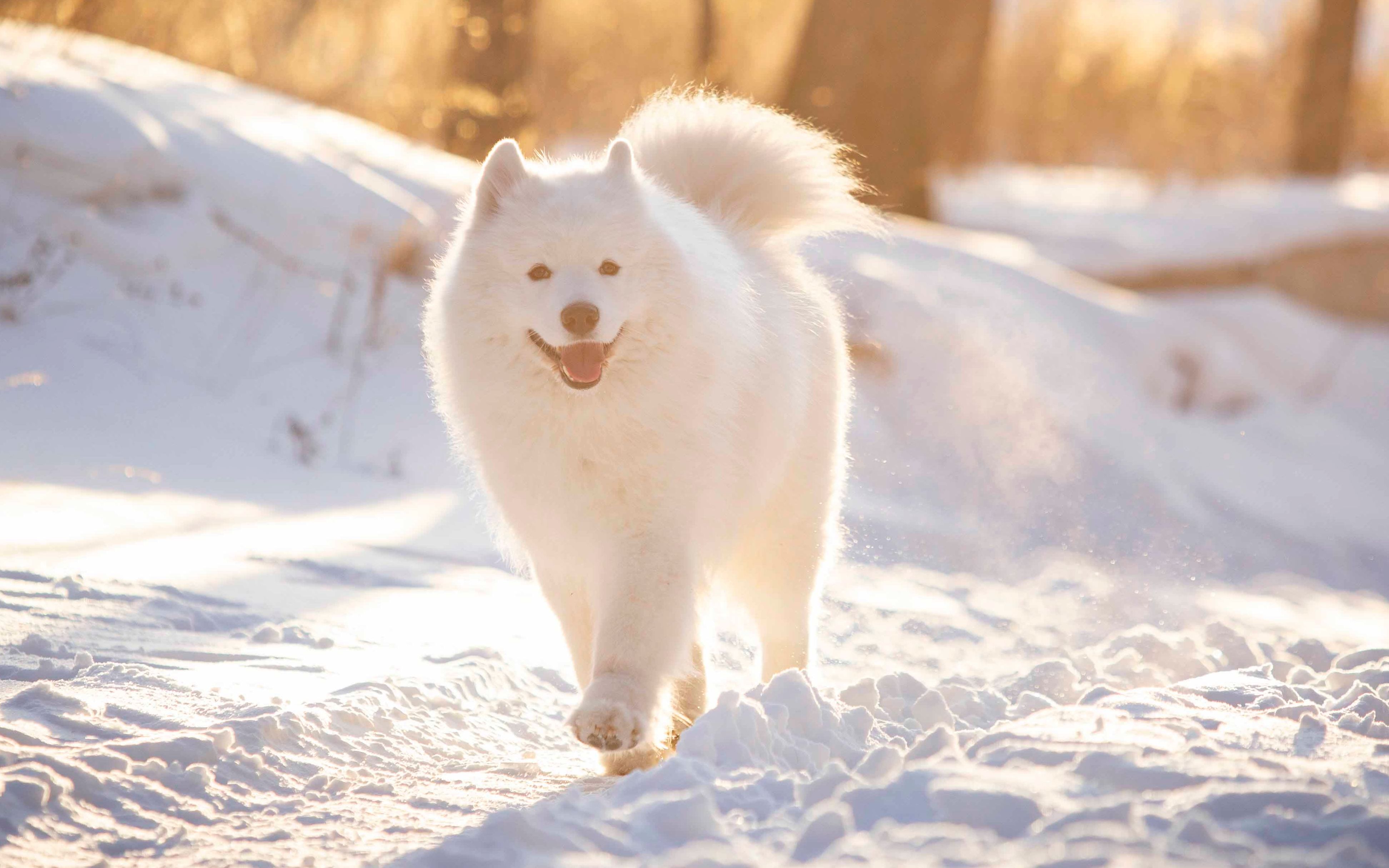 萨摩耶德雪橇犬图片