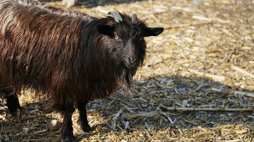 亲眼看看山西大同灵丘花塔村的青背山羊