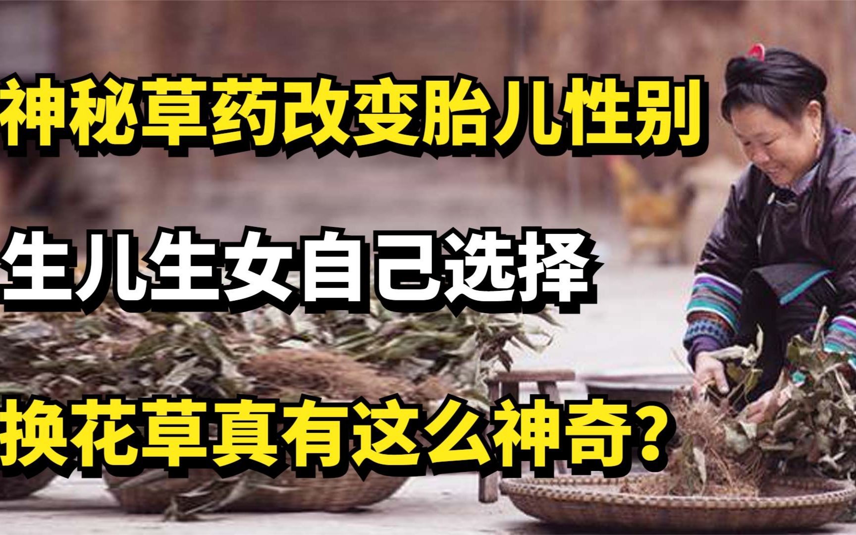 [图]神秘草药改变胎儿性别，生儿生女自己选择，换花草真有这么神奇？