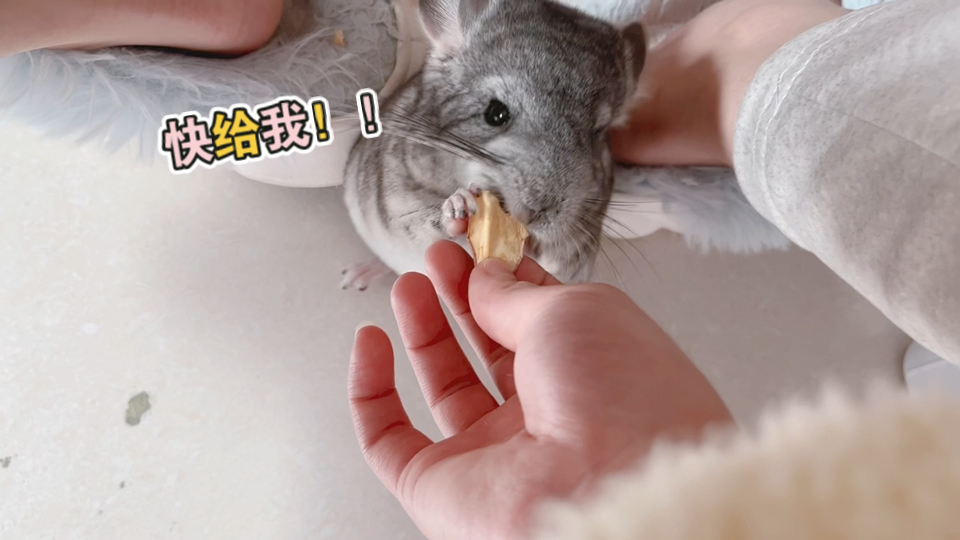 今天不上班,在家逗龙猫