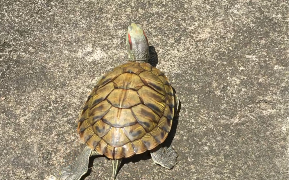 乌龟跑得的确很快