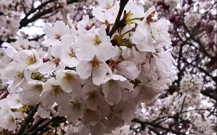 [图]这首诗即是赞美春天的歌，也是赞美英雄的歌，以生机勃勃的春景烘托万众一心同舟共济的抗疫形势，对抗疫取得胜利充满必胜信心！亲朋好友们也帮我点一下！