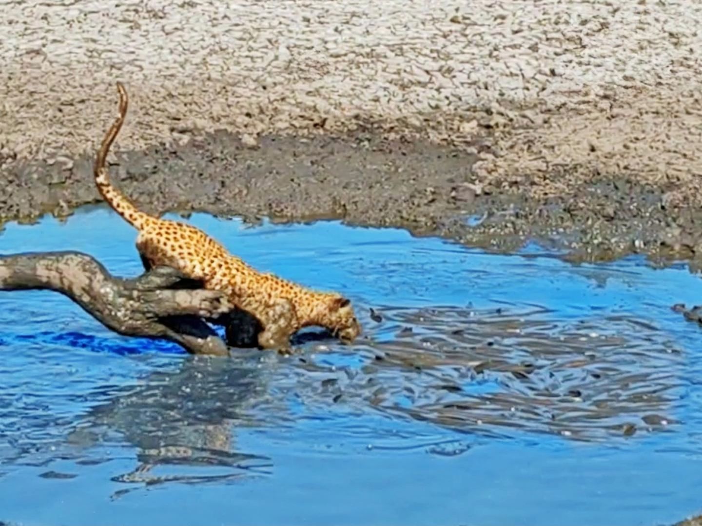饥饿的花豹到泥潭中抓鱼
