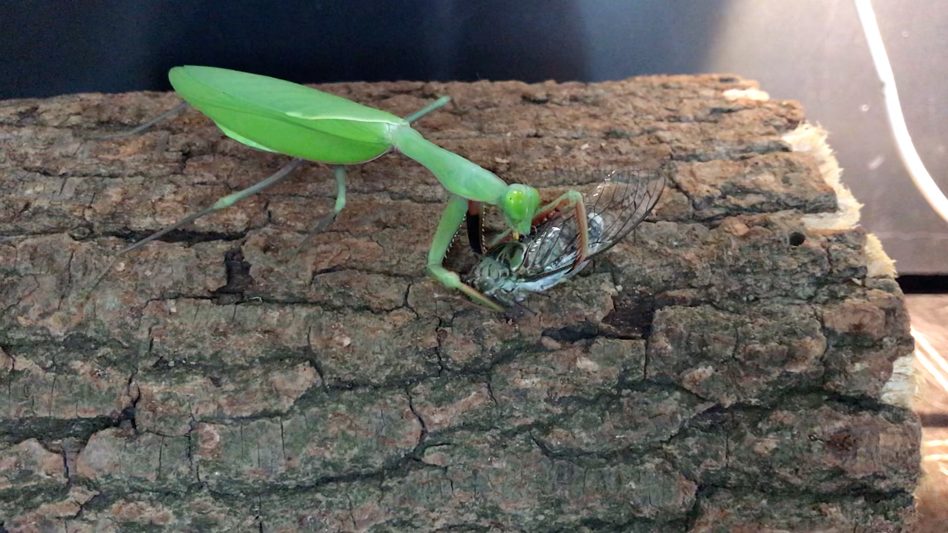 澳洲斧螳捕食蒙古寒蝉