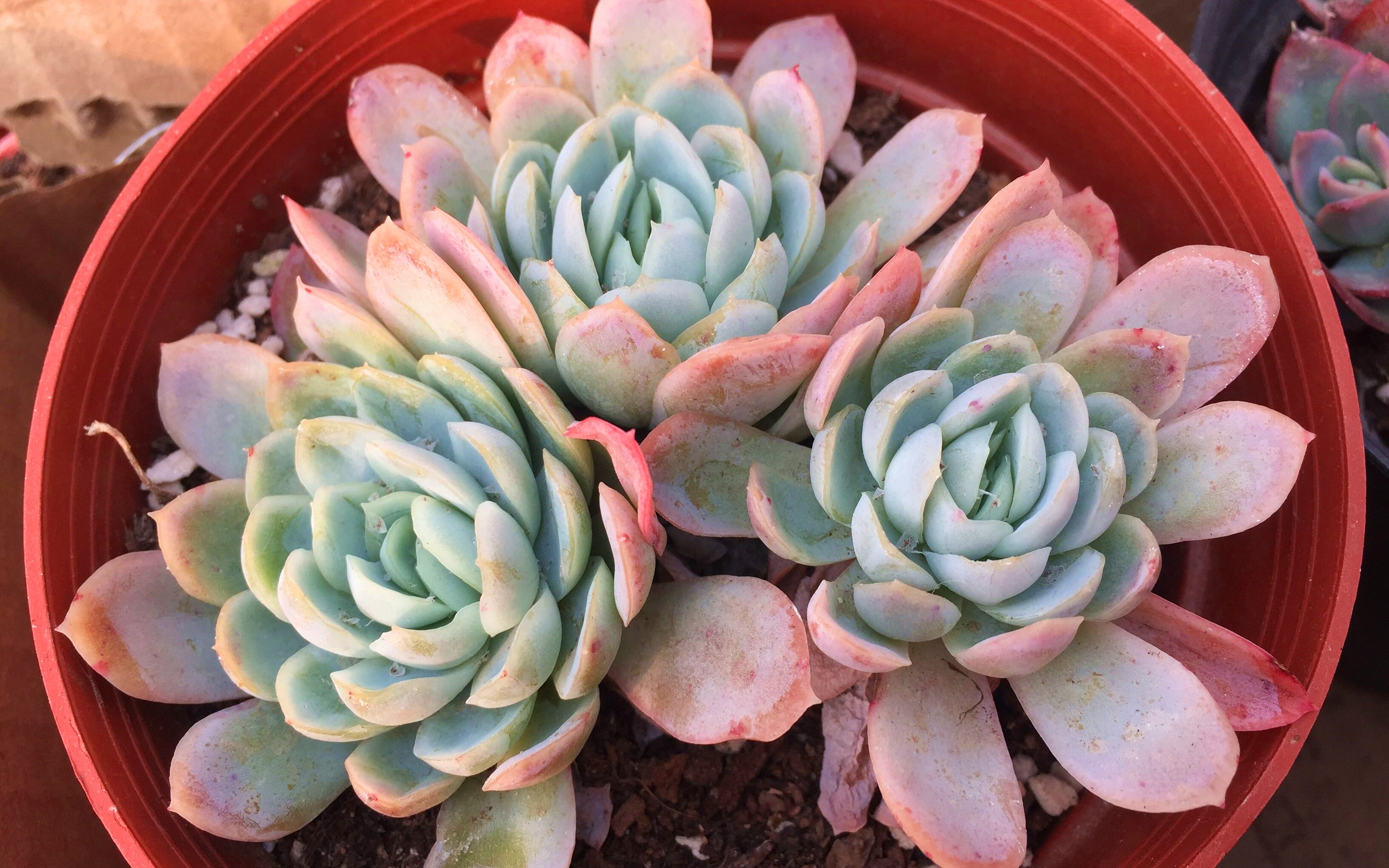 冬季多肉露养要注意,这两点做不好,肉肉轻松被冻死