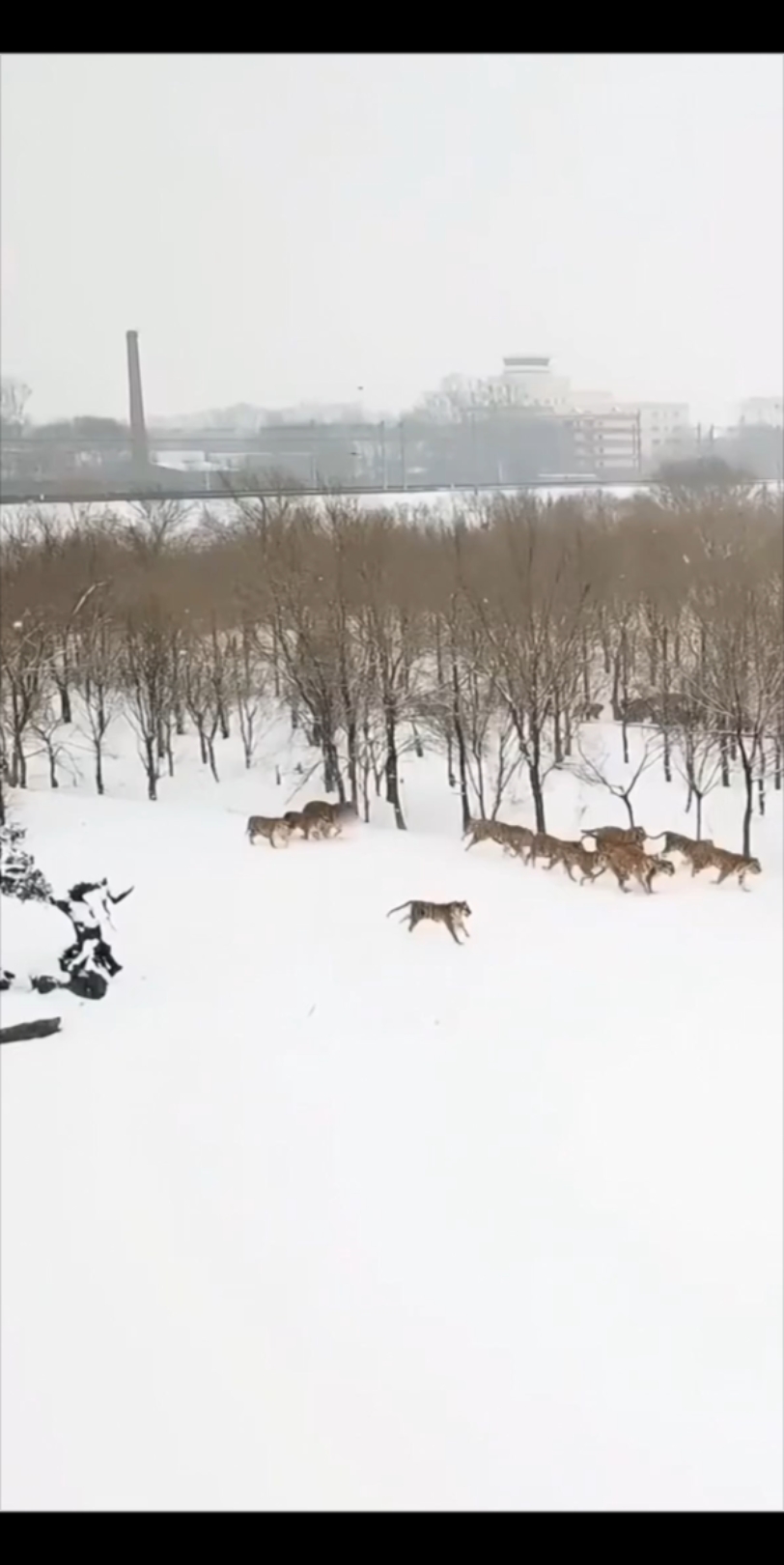 哈尔滨下雪了.
