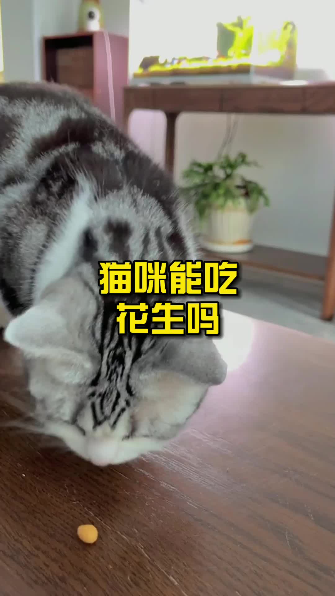 猫咪能吃花生吗?哔哩哔哩bilibili