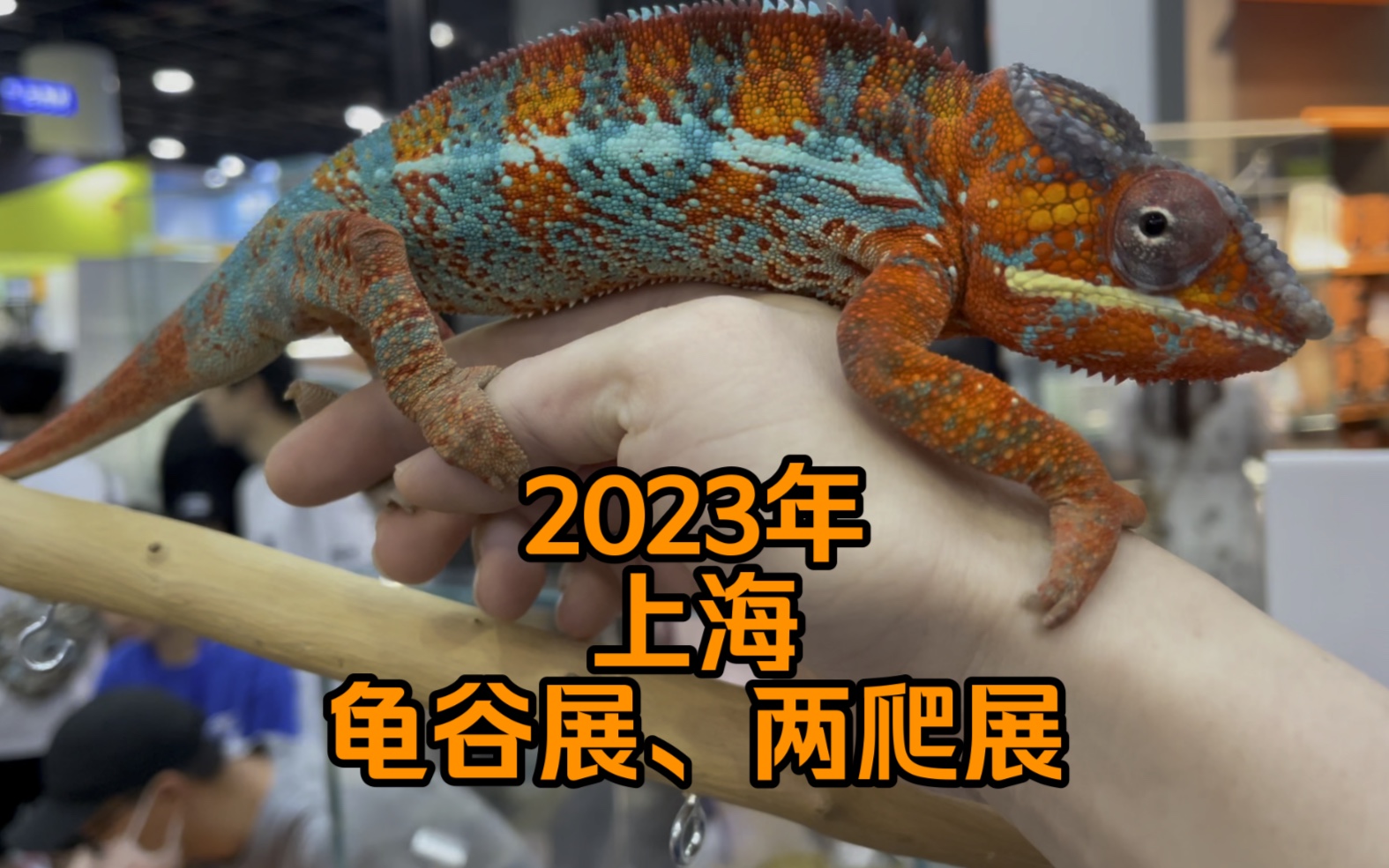 2023年上海龟谷展,两爬展视频纯享版!