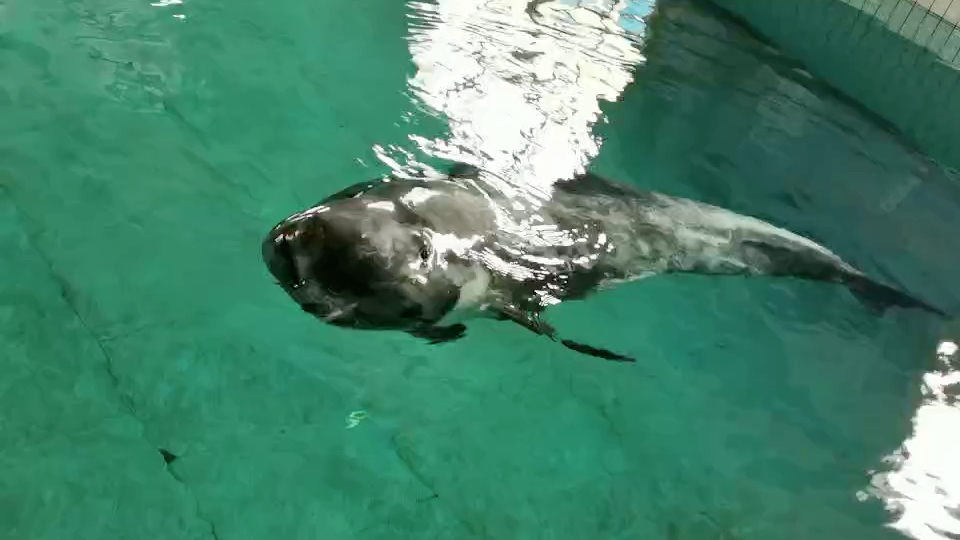 动物园里的花鲸_哔哩哔哩 (゜-゜)つロ 干杯~-bilibili