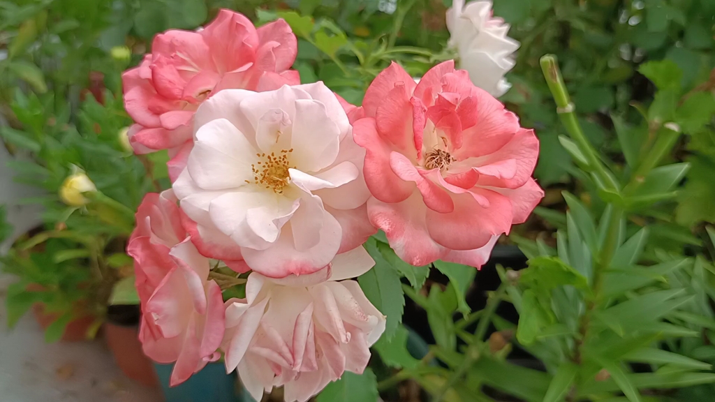 藤本樱霞,花量大,比较抗病的一款月季