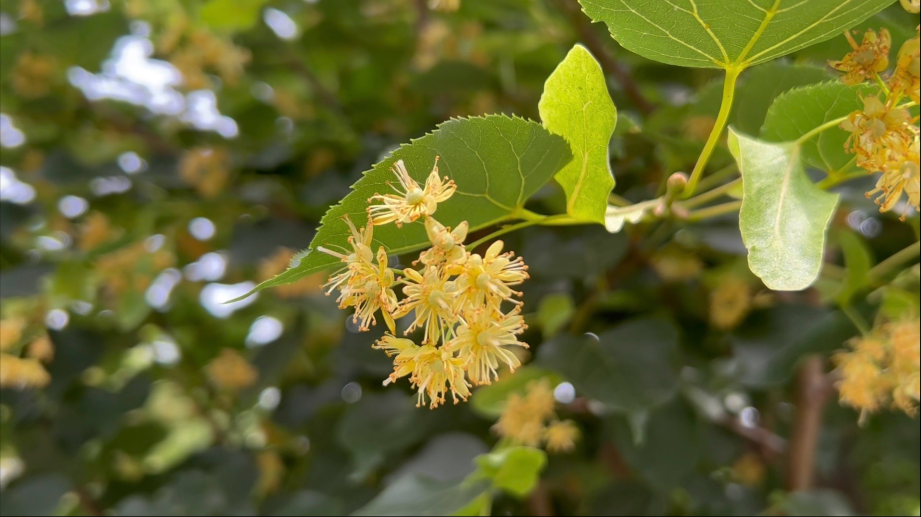 心叶椴和紫椴:吃过椴树蜜 却是第一次看椴树开花