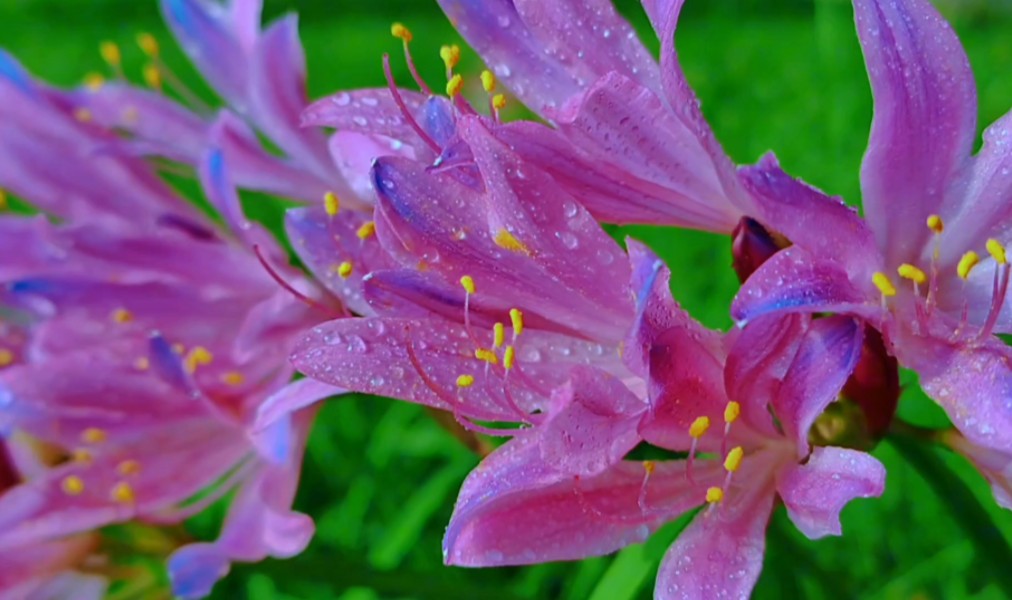 石蒜花娇艳盛开,石蒜花海美到失语—— 近日,南京城墙下,公园内,马路