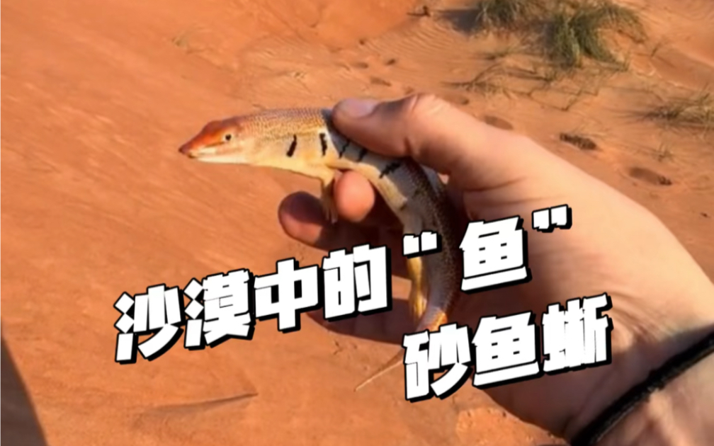 沙漠中的"游泳健将"砂鱼蜥!