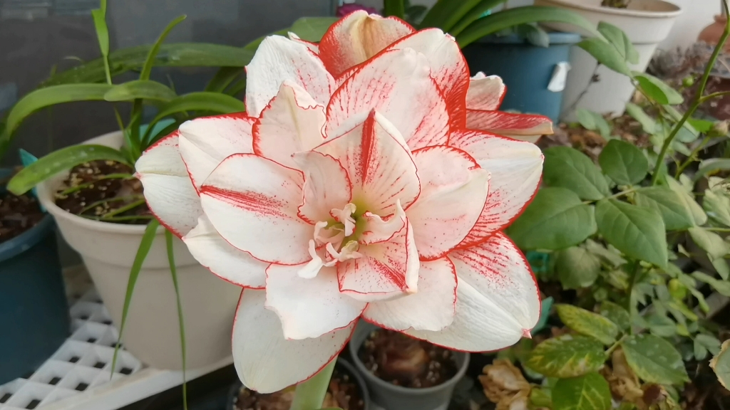 朱顶红:条纹黛丝