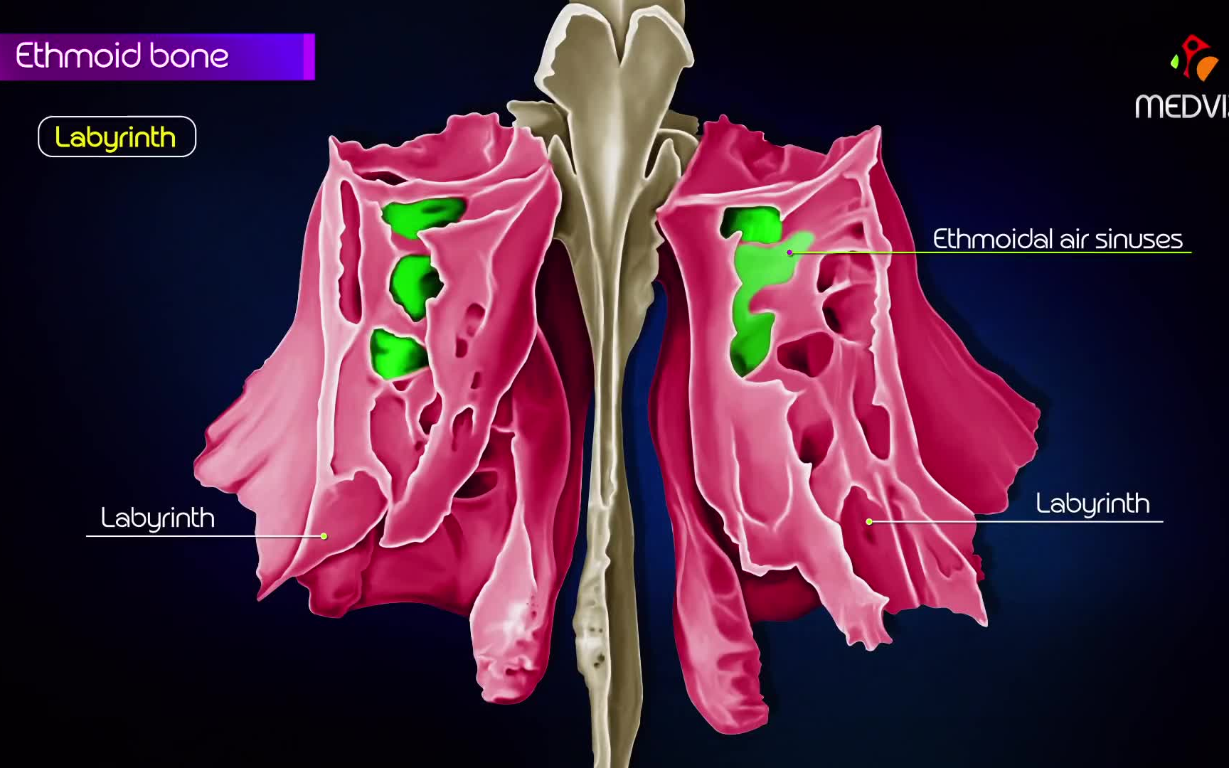 ethmoid bone anatomy 筛骨解剖