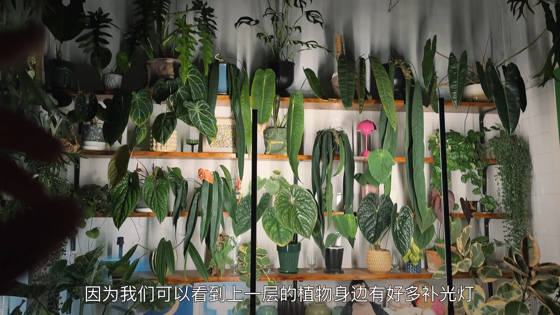 室内置物架下层的植物光照怎么办?哔哩哔哩bilibili