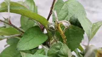给桑树和苹果树开辟成长空间 希望今年顺利吃上桑椹和苹果 哔哩哔哩 Bilibili