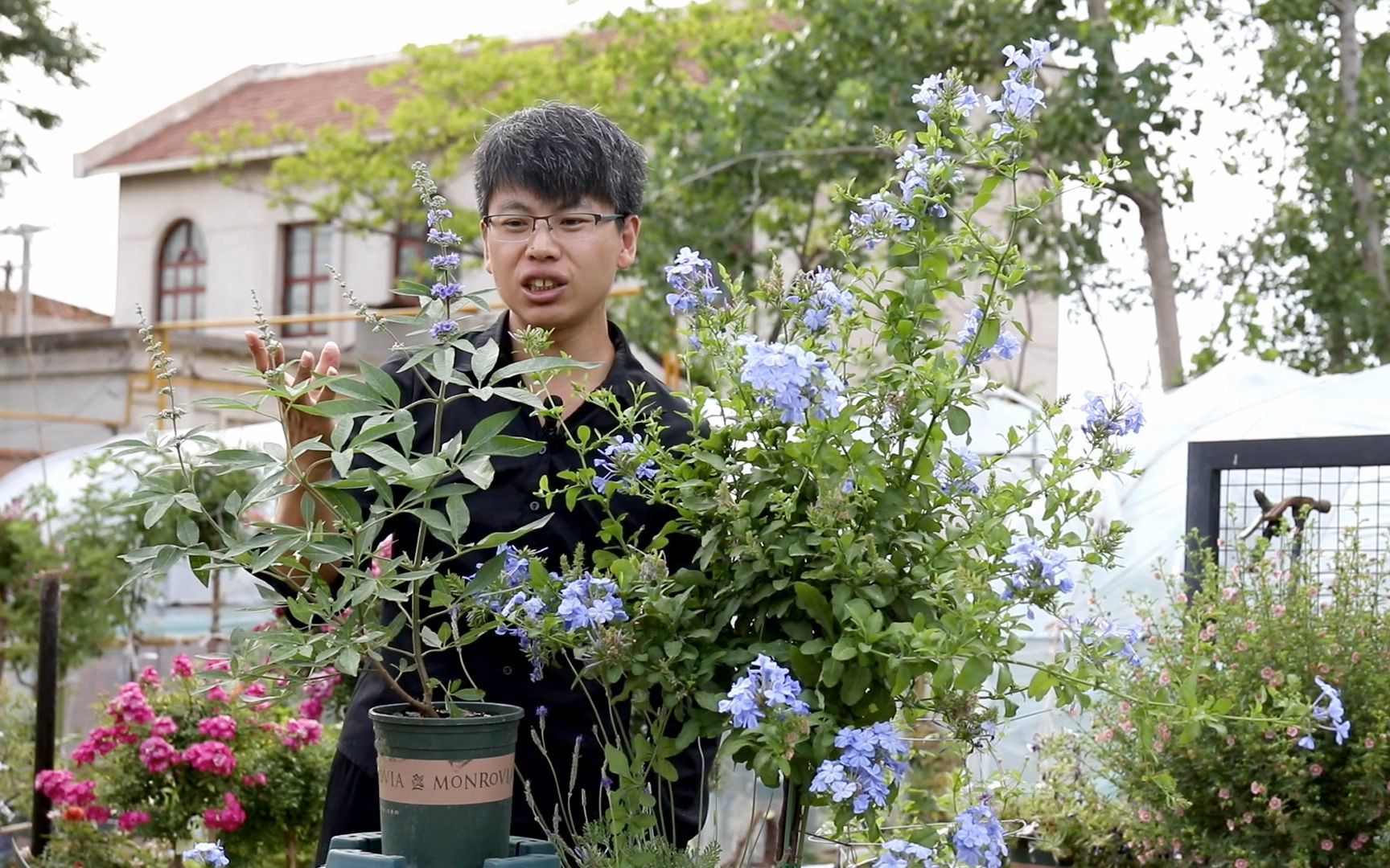 可以长成树的“薰衣草”,盛夏季节开满天蓝色的花朵哔哩哔哩bilibili