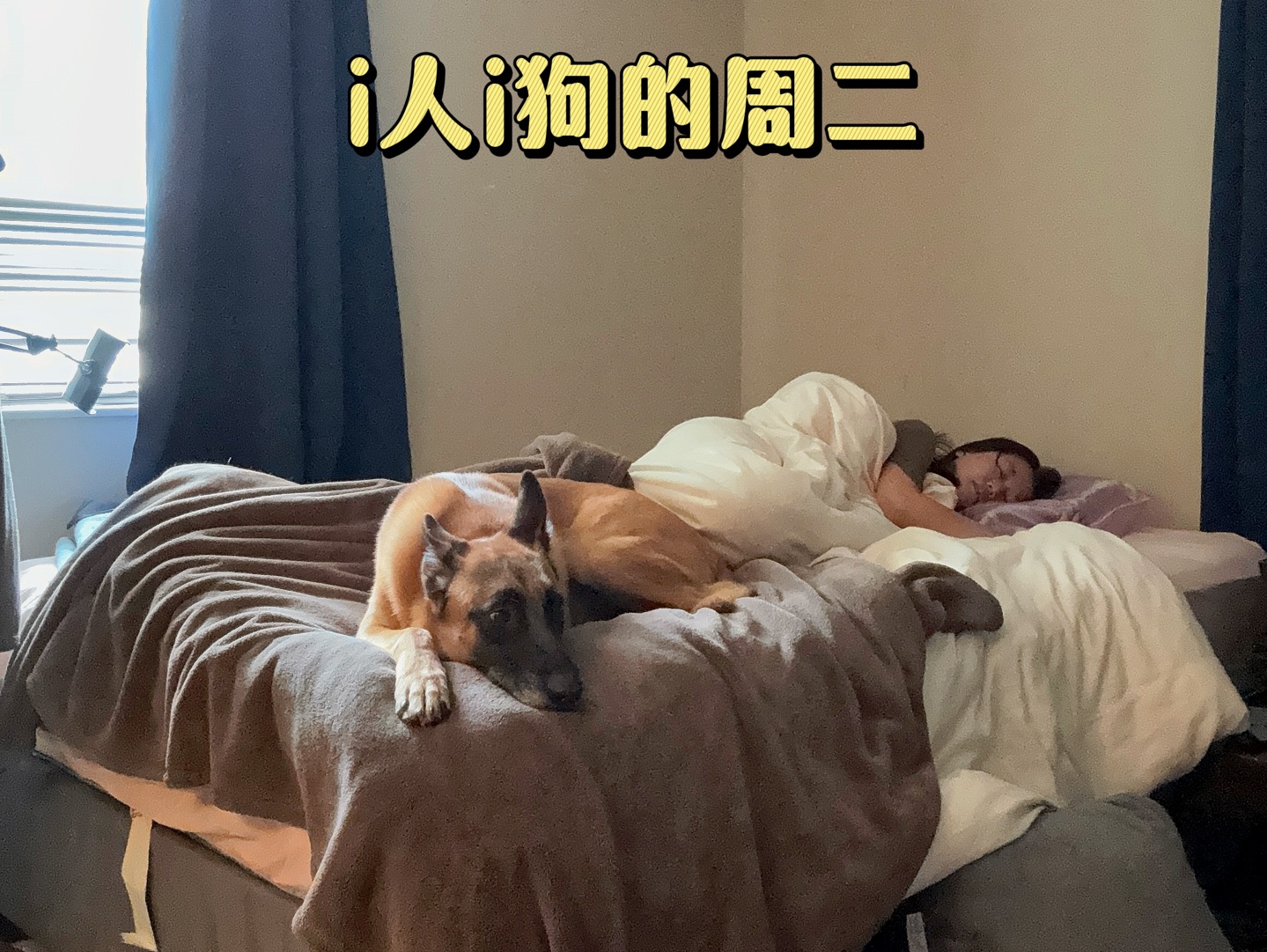 i人i狗美国养马犬的真实生活哔哩哔哩bilibili