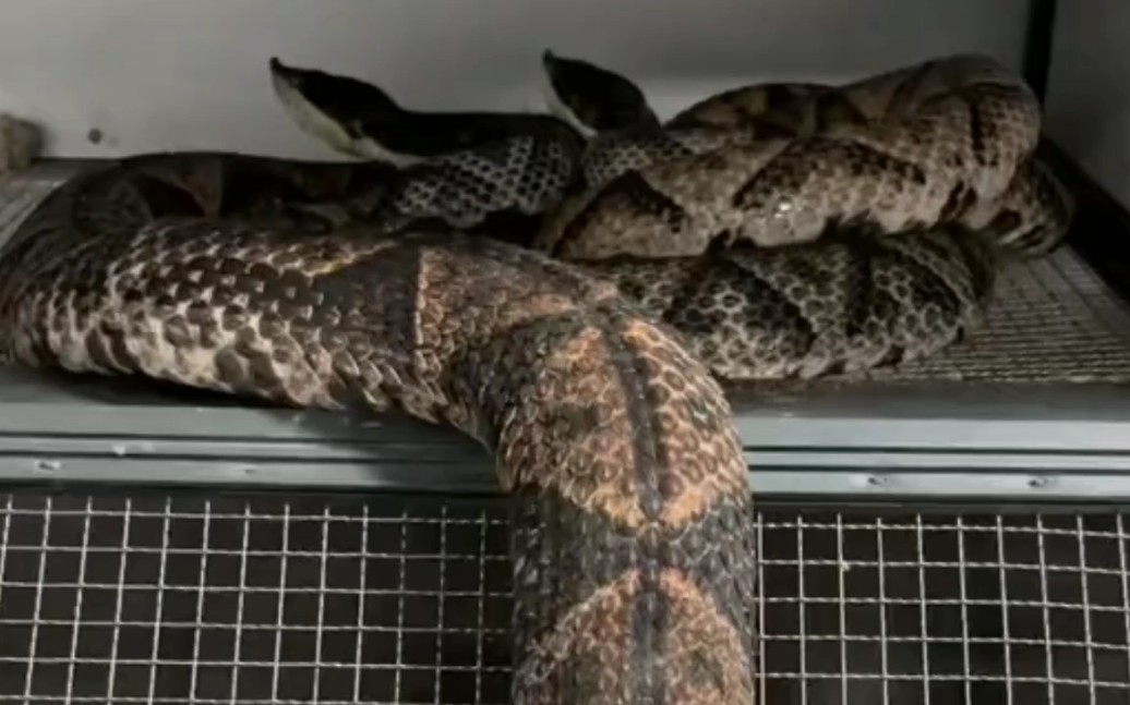 这么大的五步蛇,目测一下有几斤,希望没有吓到你们!