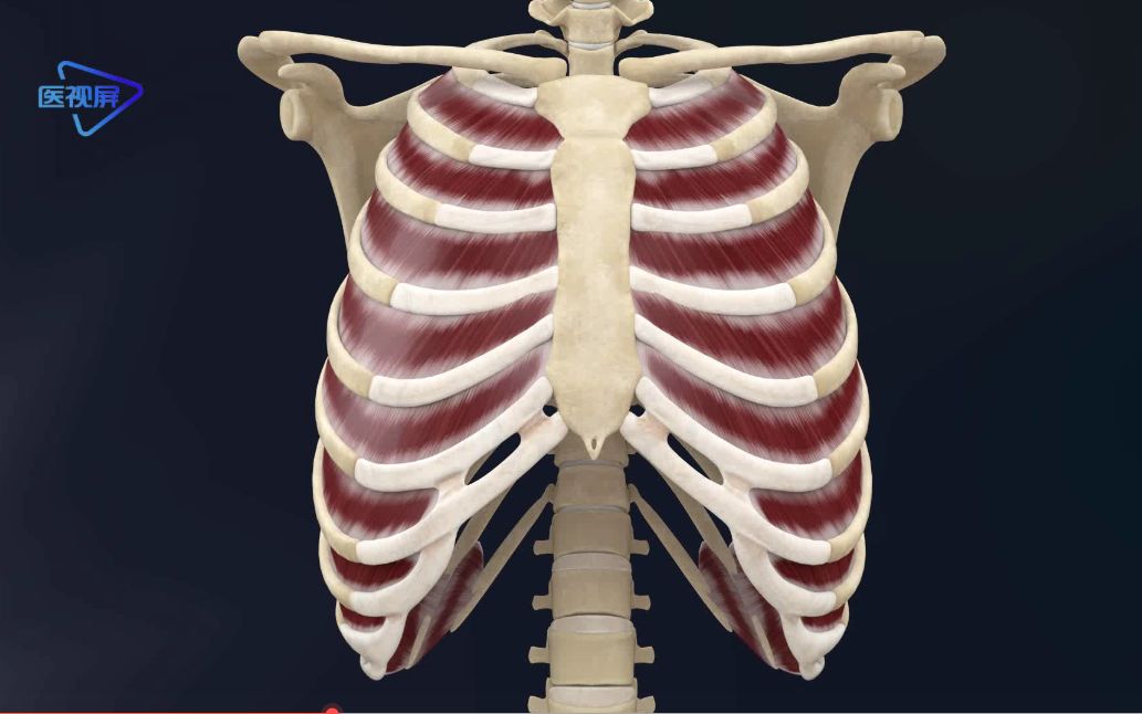 【运动解剖】:最保命的一块肌“肋间内肌和肋间外肌”哔哩哔哩bilibili
