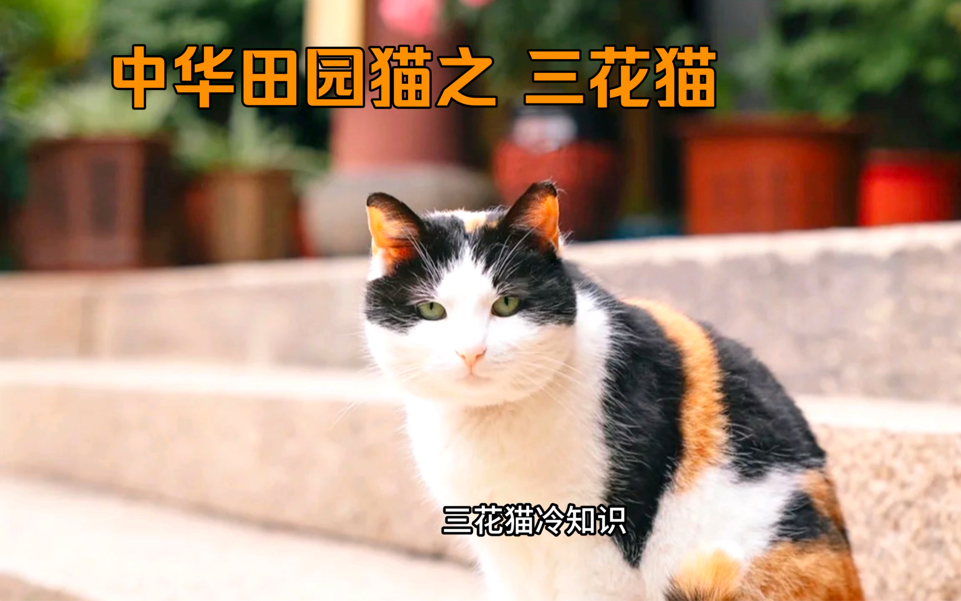 中华田园猫之 三花猫哔哩哔哩bilibili