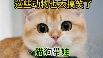 Descargar video: 这些动物也太搞笑了，猫狗带娃