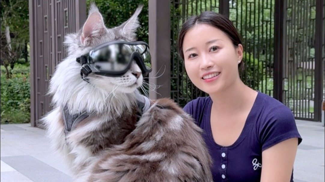 这么大的缅因猫见过吗？性格还超好的
