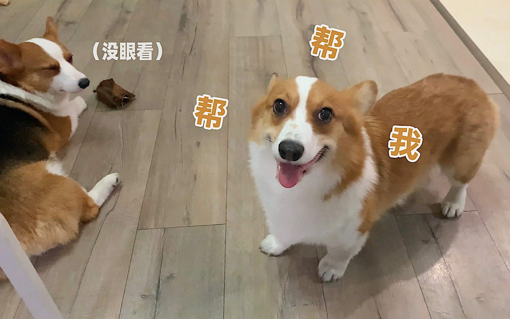 快来看妈宝男和小公举的零食争夺战!【luka和niko的日常】